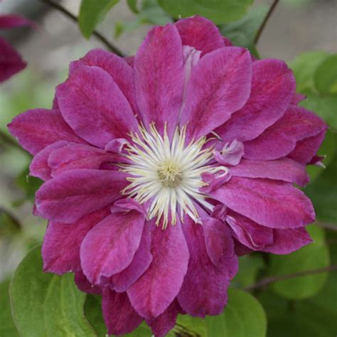 Is a clematis an annual or perennial. Clematis 'Red Star' | Perennial Resource