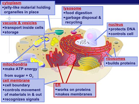 City part function cell part controls what goes in and. Chapter 6 (Cell Structure and Function)