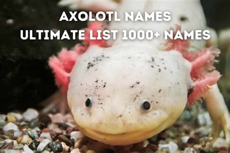 Axolotl Names 1000 Ultimate List Pets From Afar