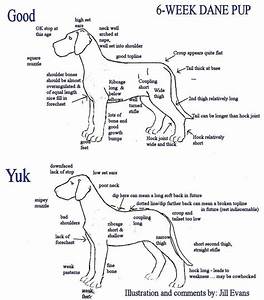  Danes Breed Standard Great Dane Puppy Great Dane Growth