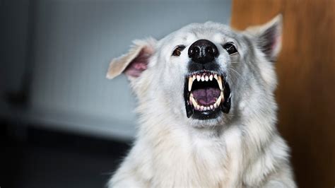Experten Så Hanterar Du En Aggressiv Hund