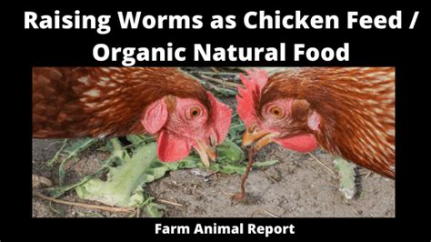 Some people believe that organic chicken is superior because farmers are not allowed to use growth hormones on the animals. Raising Worms as Chicken Feed / Organic Natural Food ...