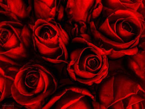 Red Rose Hd Wallpapers Page 14453 Movie Hd Wallpapers