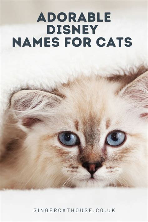 Tabby Cat Names 100 Terrific Ideas For Your New Feline Friend Artofit