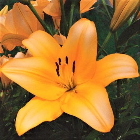 Asiatic Lily Easy To Grow Bulbs