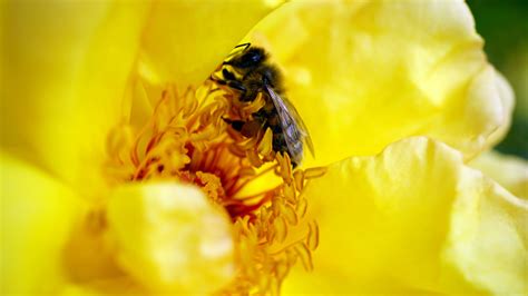 Honeybee On Yellow Petaled Flower · Free Stock Photo