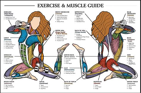 Female Muscle Anatomy Diagram