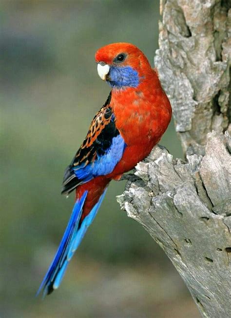 Pennantrosella Crimson Rosella Platycercus Elegans In Australia By