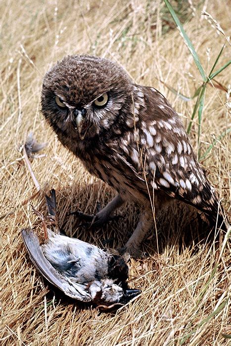 Learning areas and strands te reo māori. Little owl food - Introduced land birds - Te Ara ...