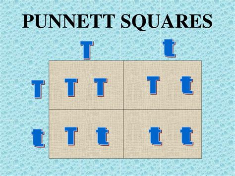 Ppt Punnett Squares Powerpoint Presentation Free Download Id5104756