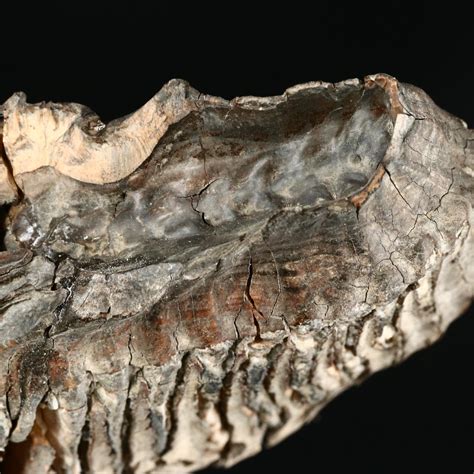 Large Prehistoric Fossilized Mastodon Tooth Ebth