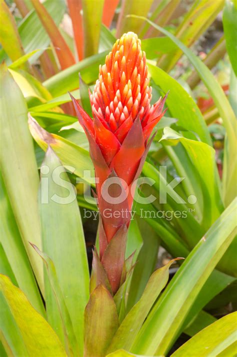 Bromeliad Flower Stock Photo Royalty Free Freeimages