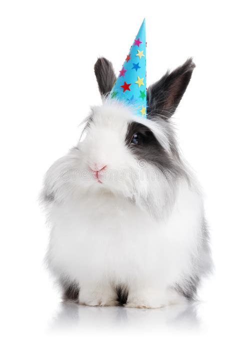Cute Rabbit With A Birthday Hat On Stock Image Image Of