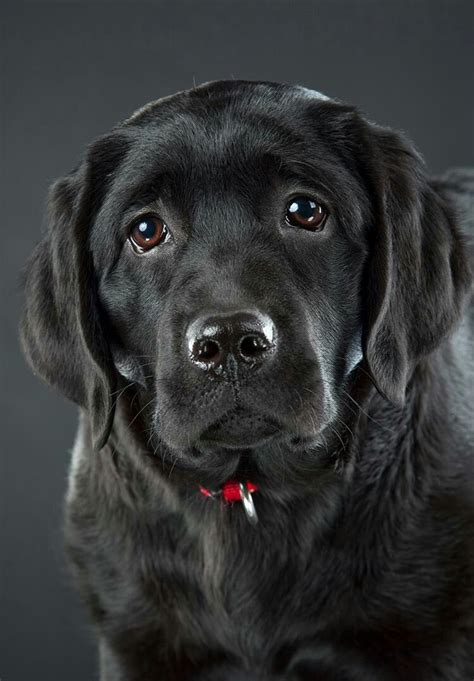 Full Size Black Lab Chihuahua Mix Pets Lovers