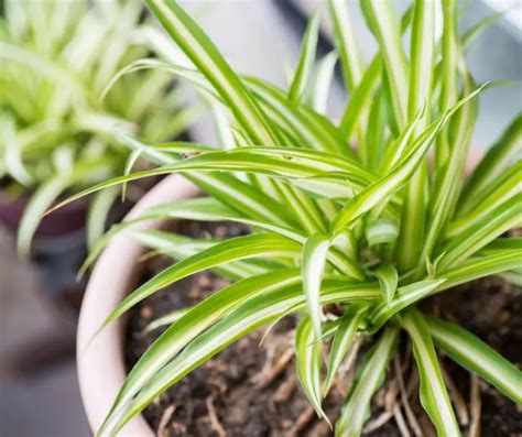 Spider Plant Care Guide And Profile The Contented Plant