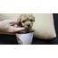 Loving Pets Garden Brown Tea Cup Poodle For Sales RM1480 SOLD OUT