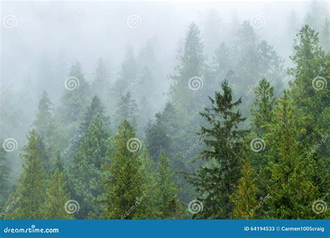 Foggy Forest Stock Image Image Of Canada Forest Green 64194533