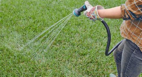 Watering New Sod Guide Lawncare