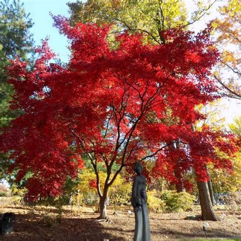 Acer Bloodgood Japanese Maple Sugar Creek Gardens