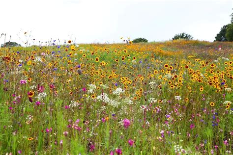 How To Grow Wildflowers In Your Backyard For Beauitful Color 2023