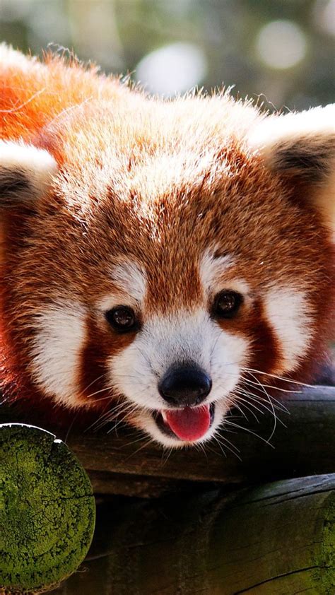 Red Panda Cute Iphone Wallpapers Top Free Red Panda Cute Iphone