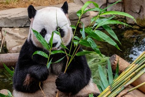 10 Fakta Menarik Tentang Panda