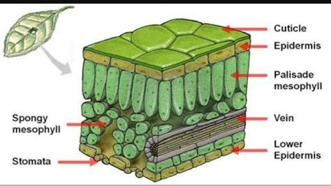 Plant Cell Diagram Stomata Structure Functions And Diagram