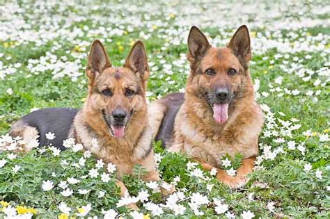 Unique German Shepherd Dog Names For Boy Or Girl