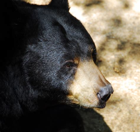 Black Bear Up Close Free Stock Photo Public Domain Pictures