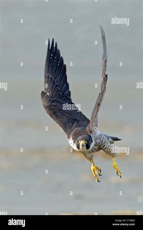 Peregrine Falcon In Flight Hi Res Stock Photography And Images Alamy