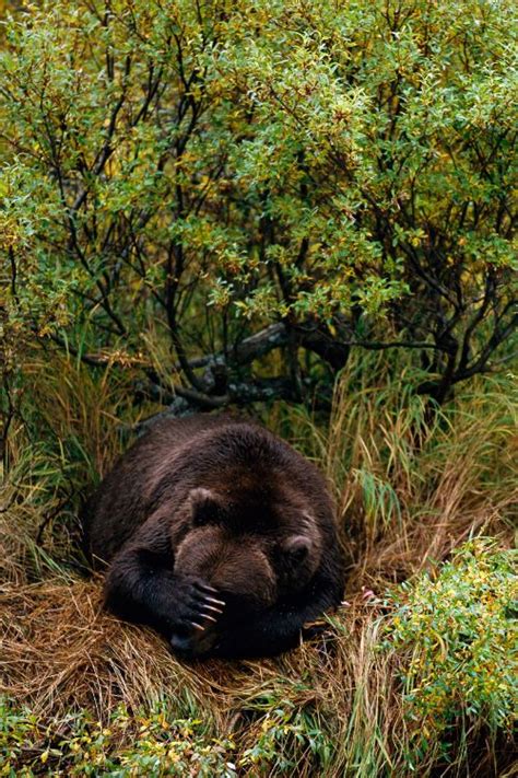 Brown Bear Napping Alaska By Joel Sartore Black Bear Animals Wild
