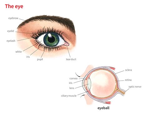 Eye1 Noun Definition Pictures Pronunciation And Usage Notes