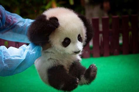 Hands Up For Baby Pandas Picture Cutest Baby Animals From Around The