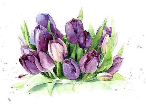 Tulips Purple Watercolor Flowers Hand Draw Painting By Mary Pashkova