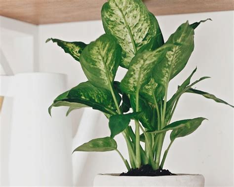 How To Grow Dieffenbachia Yates Australia