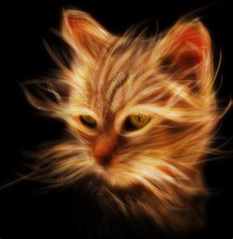 The Glowing Cat By Rusvelt2000 On Deviantart