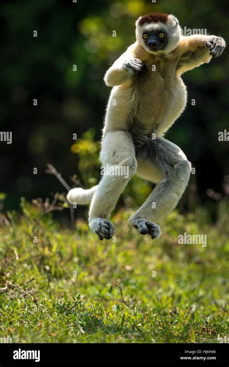 Leaping Lemurs Hi Res Stock Photography And Images Alamy