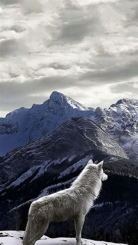Free Download Lone Wolf Iphone 5 Wallpapers Wolf Wallpaperspro