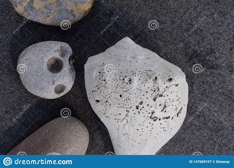 Seashell And Stones Stock Image Image Of Eroded Seashells 147609107