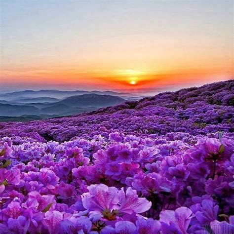 Sunrise Over Royal Azaleas South Korea Beautiful Landscapes