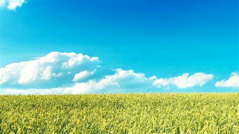 Clouds Blue Sky Landscape Nature Plants Field Wallpapers Hd