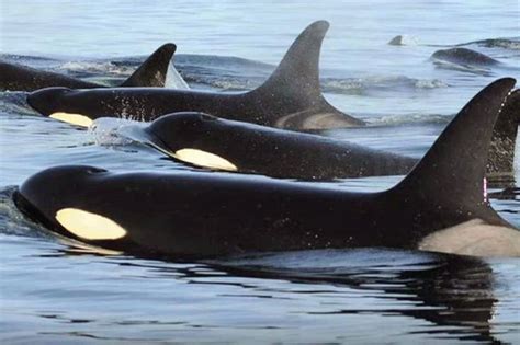 Saving The Southern Resident Killer Whales Noaa Fisheries