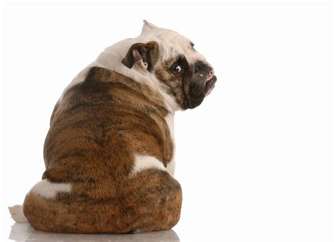Do English Bulldogs Have Tails Explained By Vet Tech