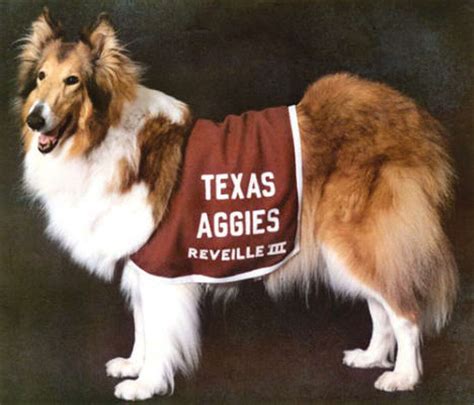 Aggie Mascot Reveille Viii To Retire At School Years End