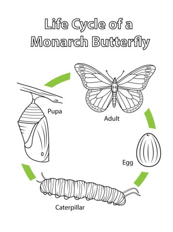 Life Cycle of a Monarch Butterfly coloring page | Free Printable Coloring Pages | Butterfly
