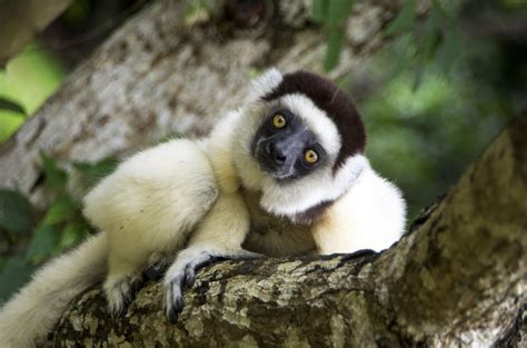 Why You Need To Visit Madagascar Wild Frontiers Wild Frontiers