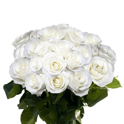 Globalrose 50 White Roses Beautiful Long Stem Fresh Flowers For