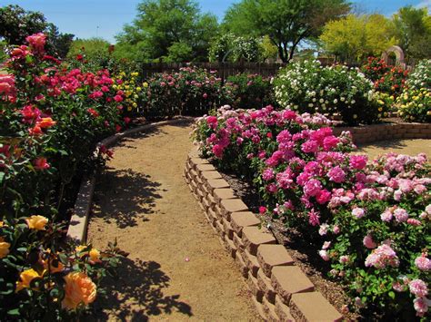 Simple Rose Garden Ideas