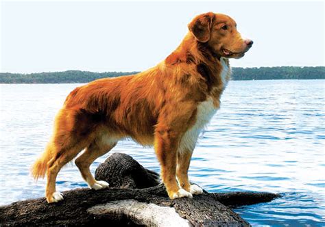 Canada's micmac indians admired the ability of foxes to entice ducks in this way, and they taught their dogs the behavior. Nova Scotia Duck Tolling Retriever Breeds