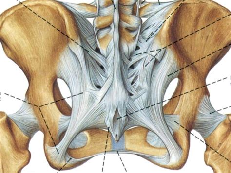 Pelvic Ligaments Posterior View Diagram Quizlet